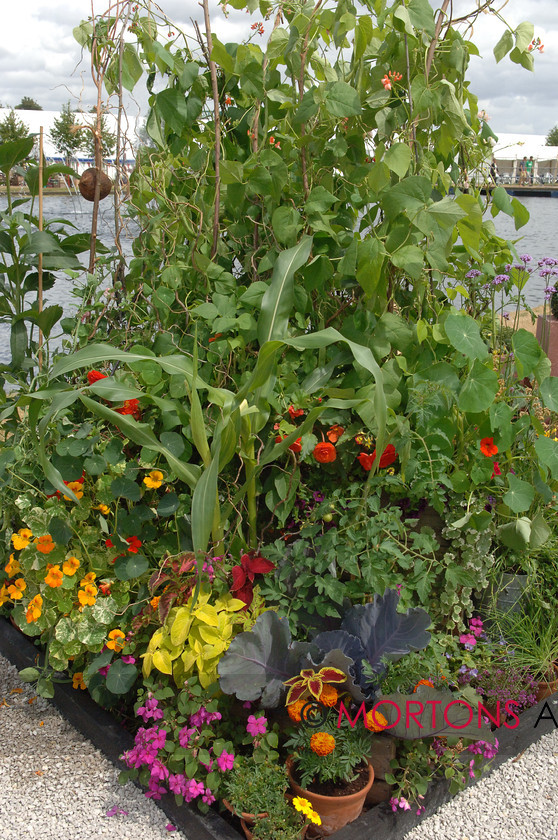 WD504894@hamp 10 DSC 0127 
 Edible display 
 Keywords: copyright mortons, date 7-12 july 2009, event hampton court flower show 2009, events, feature hampton court, flower show, issue sept, Kitchen Garden, month sept, Mortons Archive, Mortons Media Group, other shows, photographer steve ott, place hampton court, publication kg, year 2009