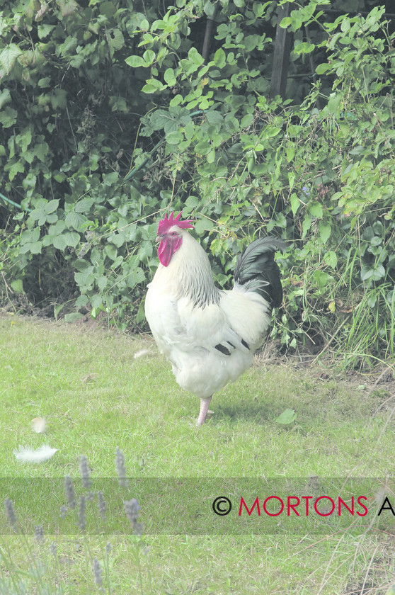 DSC 0102 
 Chicken 
 Keywords: Kitchen Garden, Mortons Archive, Mortons Media Group