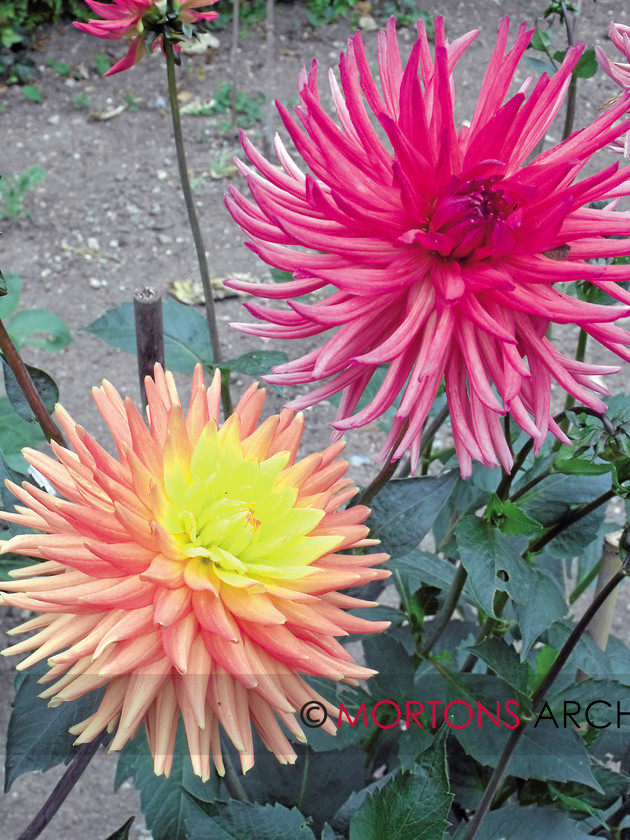 44 oxburgh 21 
 Oxburgh Hall in Norfolk - dahlias 
 Keywords: Kitchen Garden, May 11, Mortons Archive, Mortons Media Group