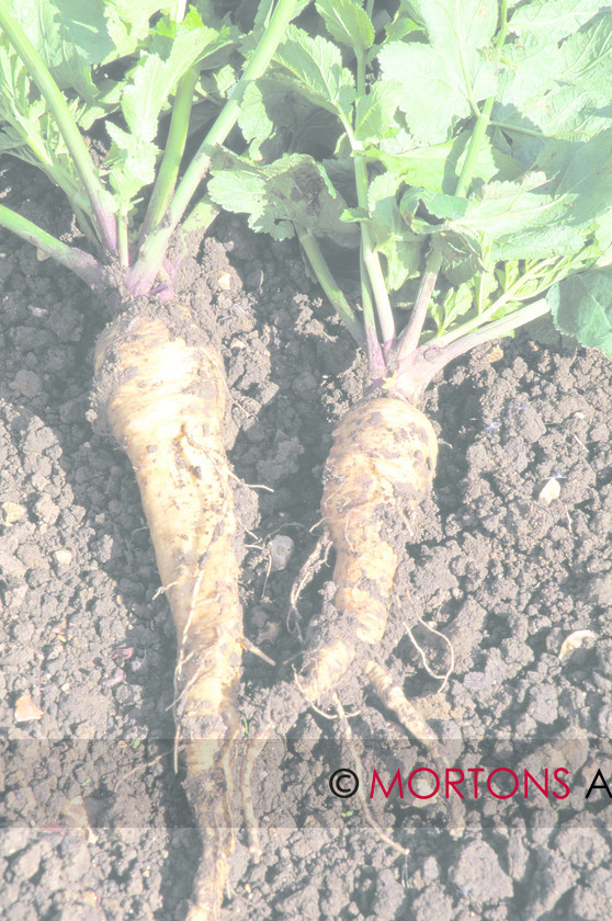 Parsnips-6 0021 
 Parsnips 
 Keywords: Kitchen Garden, Mortons Archive, Mortons Media Group