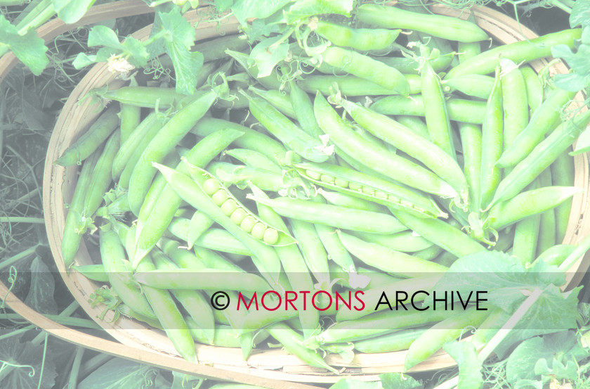 Peas-8 006 
 Peas 
 Keywords: Kitchen Garden, Mortons Archive, Mortons Media Group, pea, peas