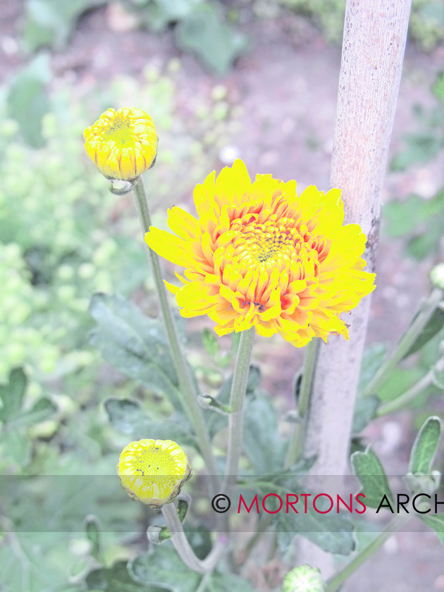 44 oxburgh 16 
 Oxburgh Hall in Norfolk 
 Keywords: Kitchen Garden, May 11, Mortons Archive, Mortons Media Group